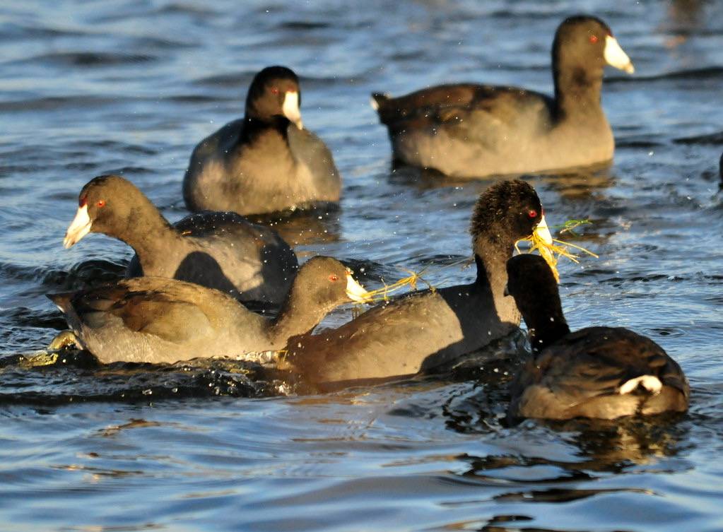 American coots Mine Mine Mine 02 by Tom Koemer/USFWS Mountain Prairie is licensed under CC BY 2.0